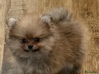 Pomeranian dogs Last pom puppy. Ready Now ! KC cute and Playful - Advert 17