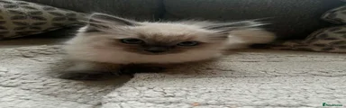 Ragdoll 2