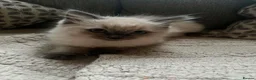 Ragdoll cats for sale: Blue ragdolls mitted ragdolls  - Advert 9