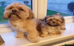 Lhasa Apso dogs for stud: Gorgeous proven KC registered Cooper for **stud** in Pontefract - Image 9