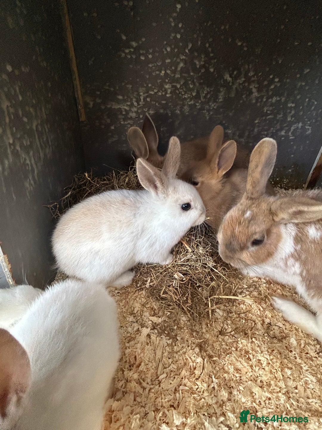 Mixed Breed rabbits for sale: 10 week old rabbits  - Advert 8