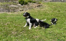 Mixed Breed dogs for sale: Sprollie pups - Image 6