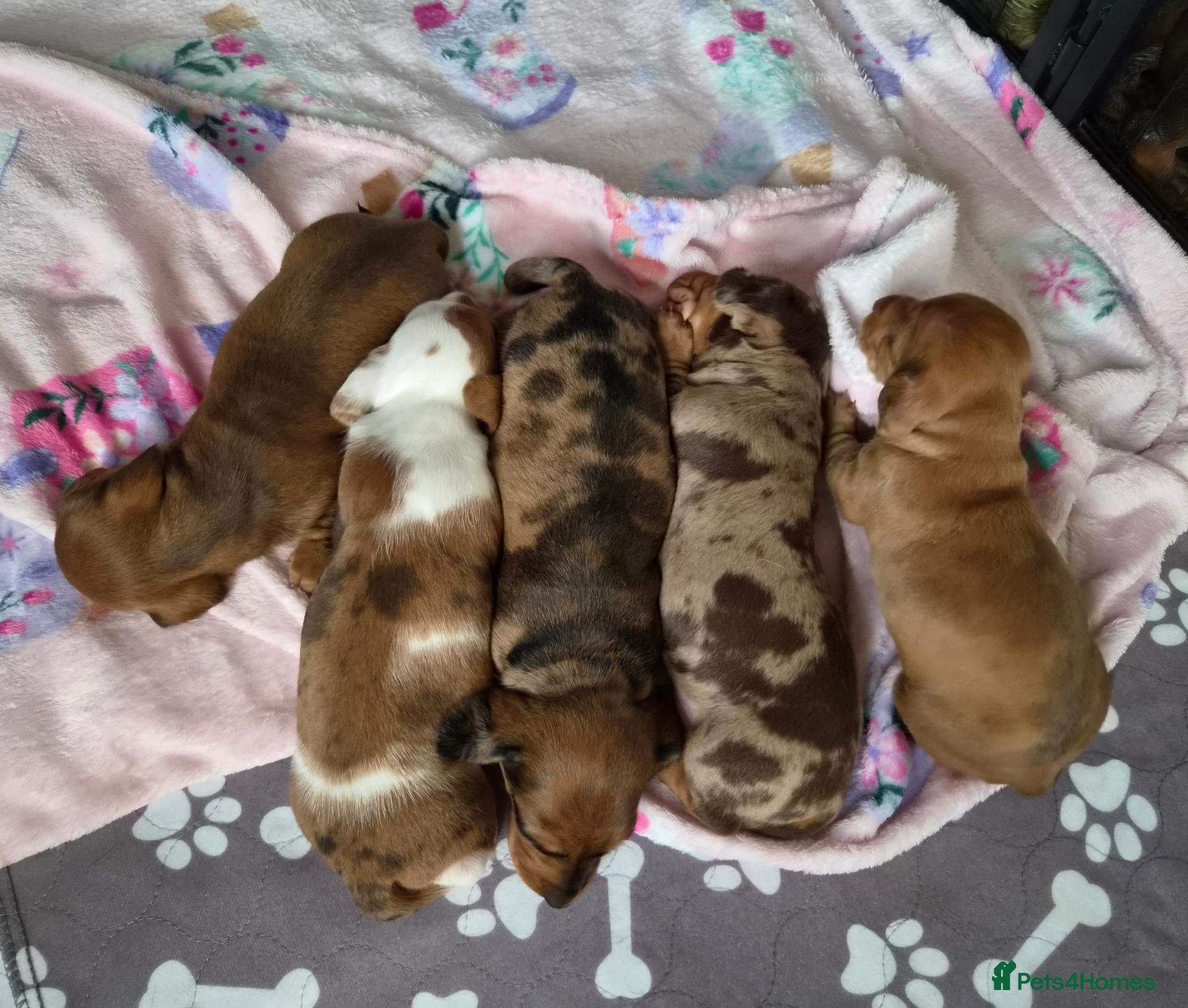 Miniature Dachshund dogs Miniature Dachshunds - Advert 15