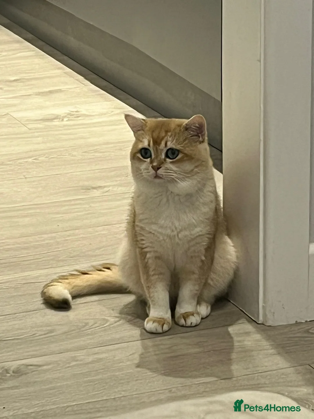 British Shorthair cats for stud: Golden British Shorthair Stud NY12 TICA Proven in London - Advert 7