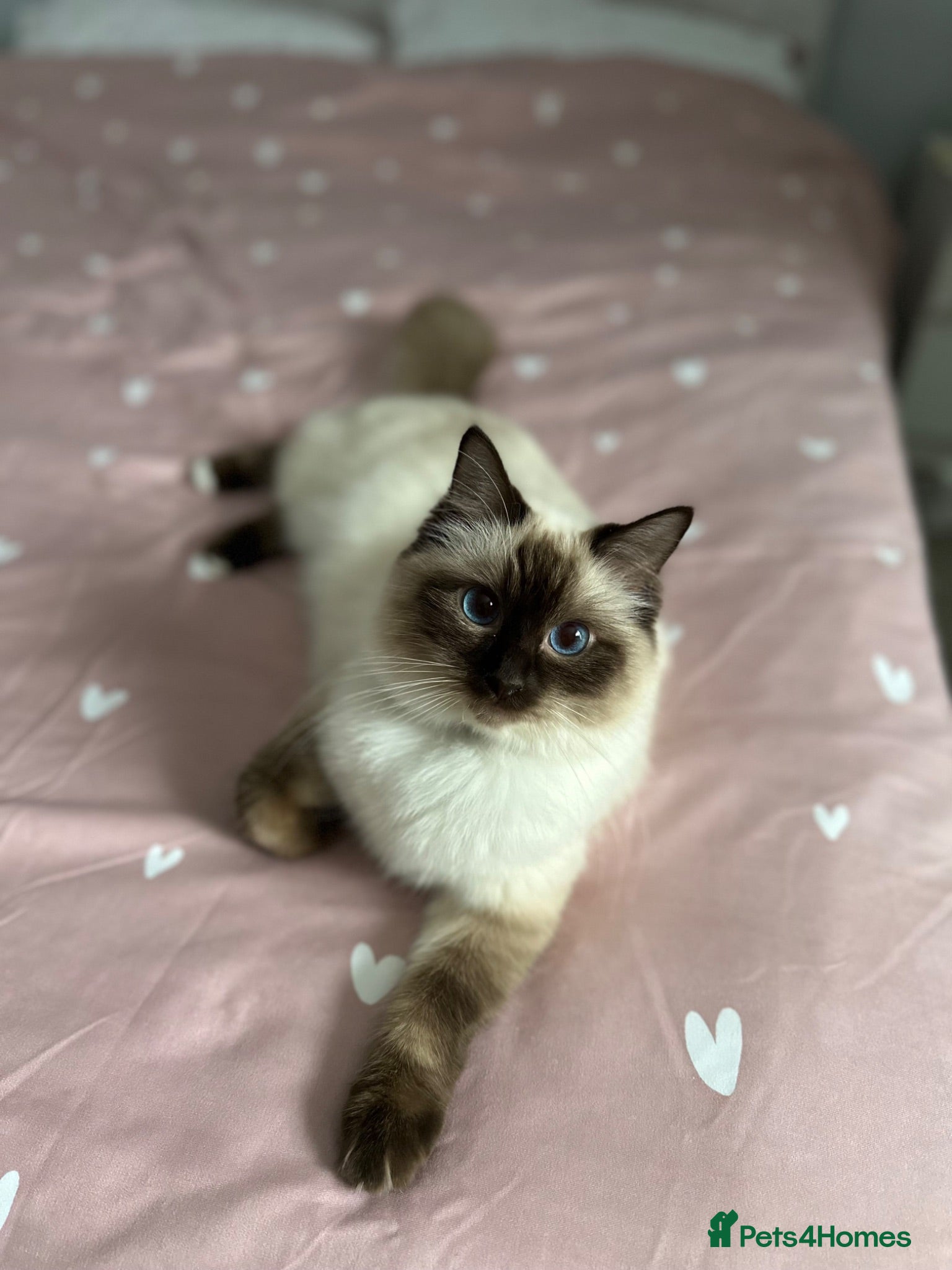 Ragdoll cats ❤️ Stunning Pure Ragdoll Kittens 2 Boys & 2 Girls  - Advert 1