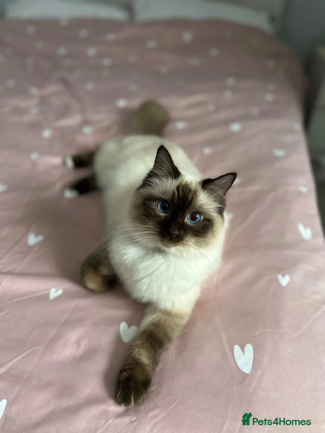 Ragdoll cats for sale: ❤️ Stunning Pure Ragdoll Kittens 2 Boys & 2 Girls  - Advert 1