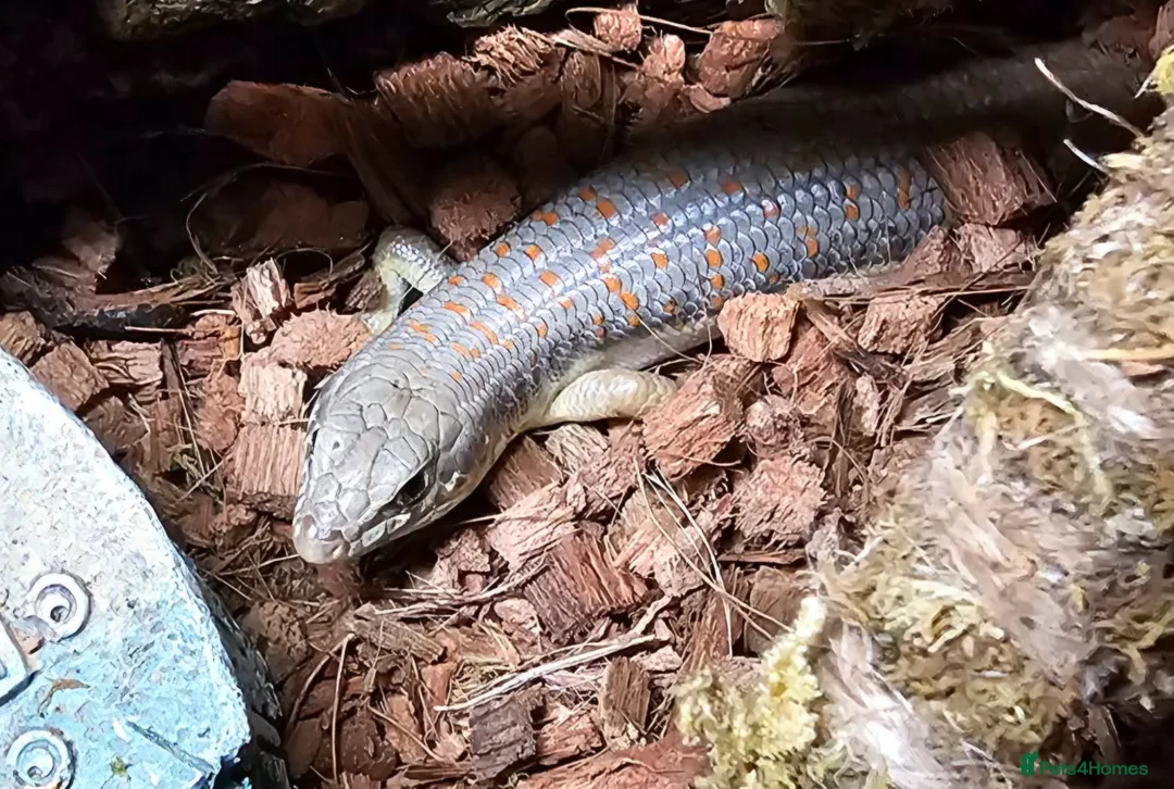 Lizard reptiles for sale: 2 Schneider/berber skinks - Advert 9