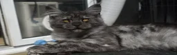 Maine Coon cats for sale: Gorgeous Champion Bloodline Maine Coon Kittens - Advert 2