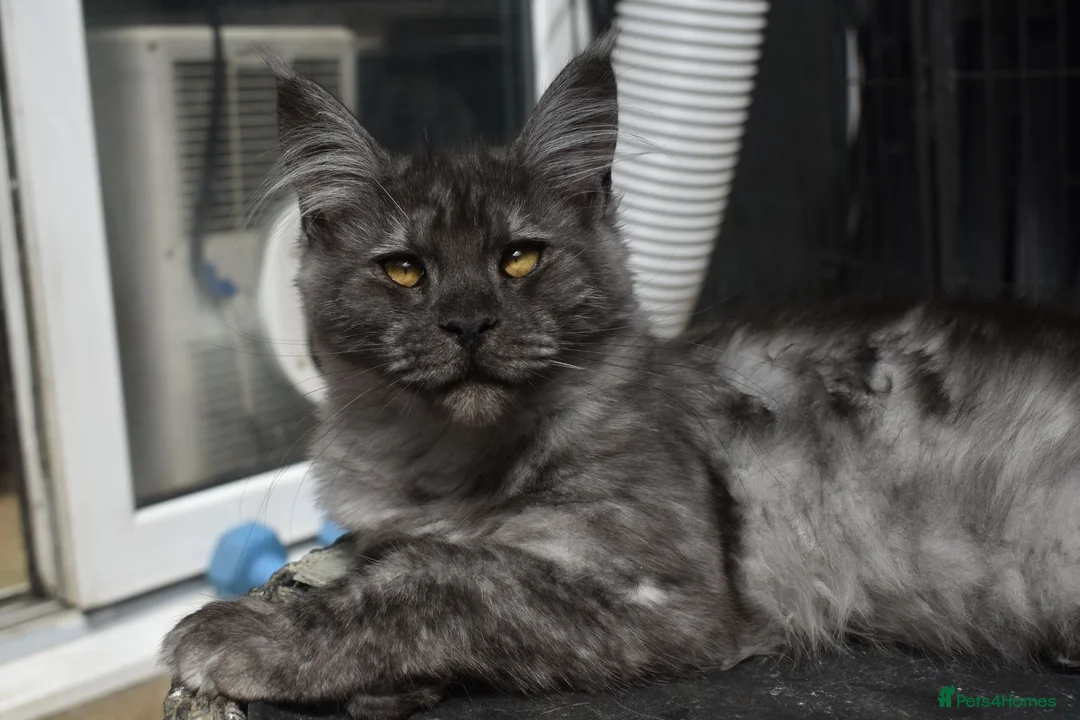 Maine Coon cats for sale: Gorgeous Champion Bloodline Maine Coon Kittens - Advert 2