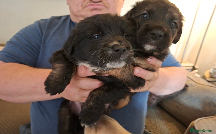 Mixed Breed dogs 1 boys left f1 border retreiver black/white left - Advert 2