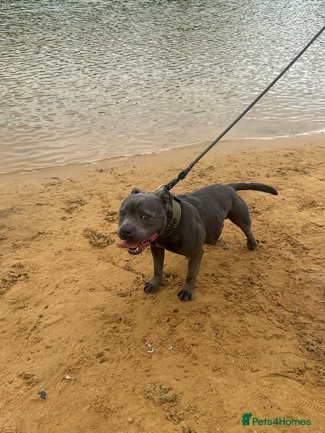 Staffordshire Bull Terrier dogs for sale: KC ⭐️Champion⭐️ bloodline Staffy Ready to leave - Advert 10