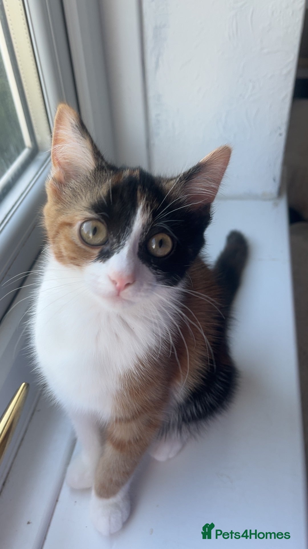 Domestic Shorthair cats Gorgeous kittens needing homes <3  - Advert 1