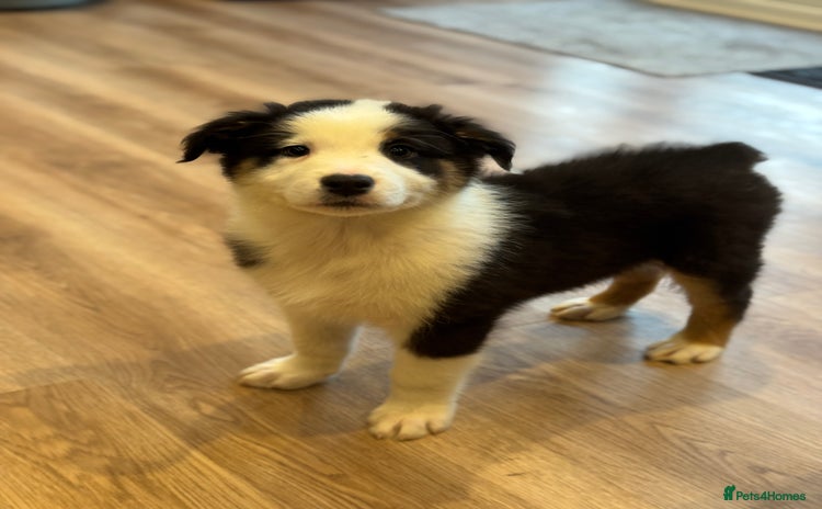 Australian Shepherd dogs - Advert 3