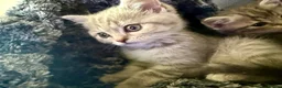 Scottish Fold cats for sale: Scotish fold cross Scottish straight adorable🥰 😻 - Advert 1
