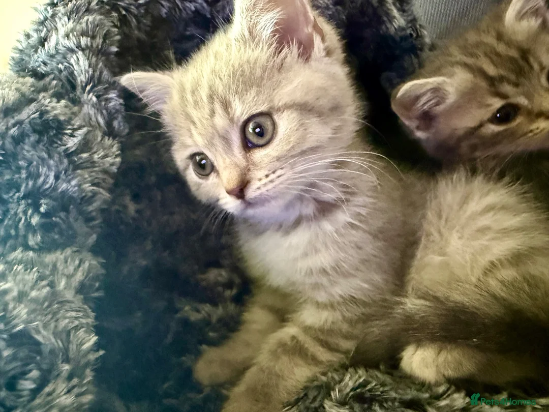 Scottish Fold cats for sale: Scotish fold cross Scottish straight adorable🥰 😻 - Advert 1