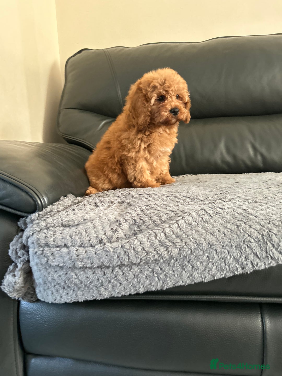 Cavapoo dogs for sale: Cavapoo puppies for sale  - Image 8