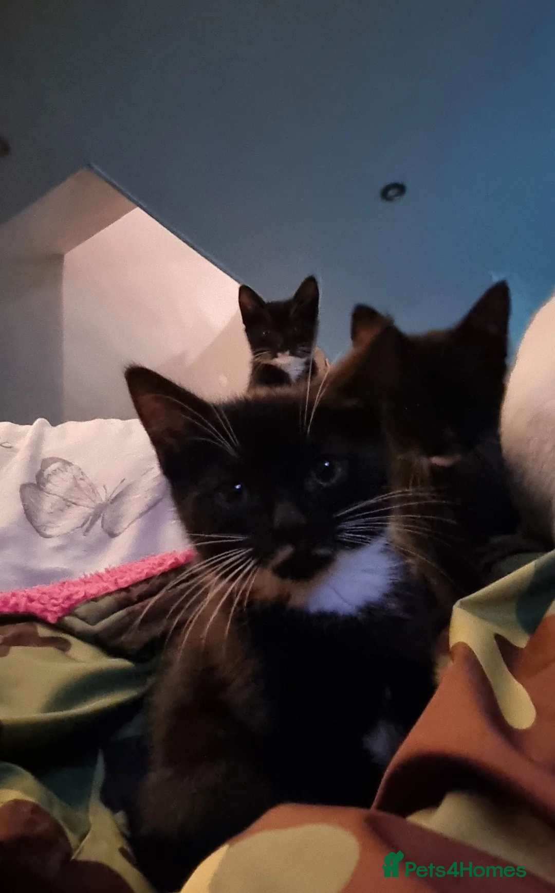 British Shorthair cats for sale: Black and white kittens  - Advert 6