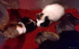 Guinea Pig rodents for sale: Males and females adults aswell - Advert 6