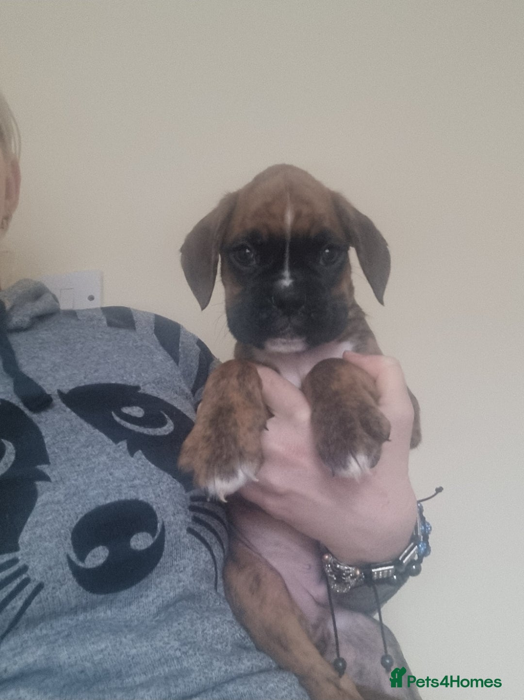 Boxer dogs for sale:   Outstanding  KC Boxer puppies - Advert 18