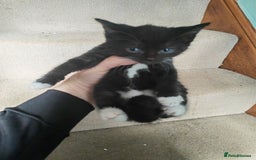 British Shorthair cats for sale: 4 kittens for sale ready for collection - Image 4