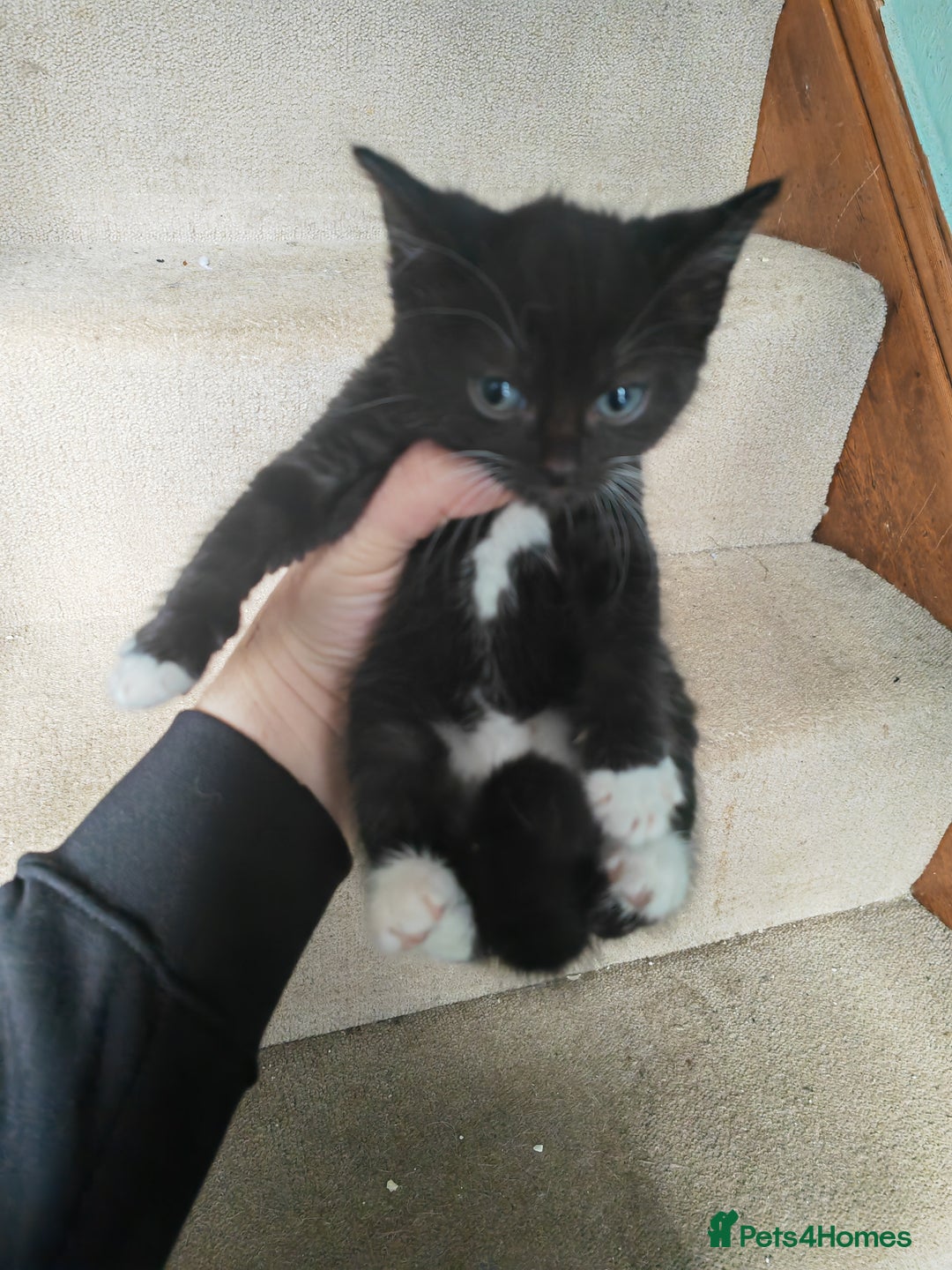 British Shorthair cats for sale: 4 kittens for sale ready for collection - Image 4