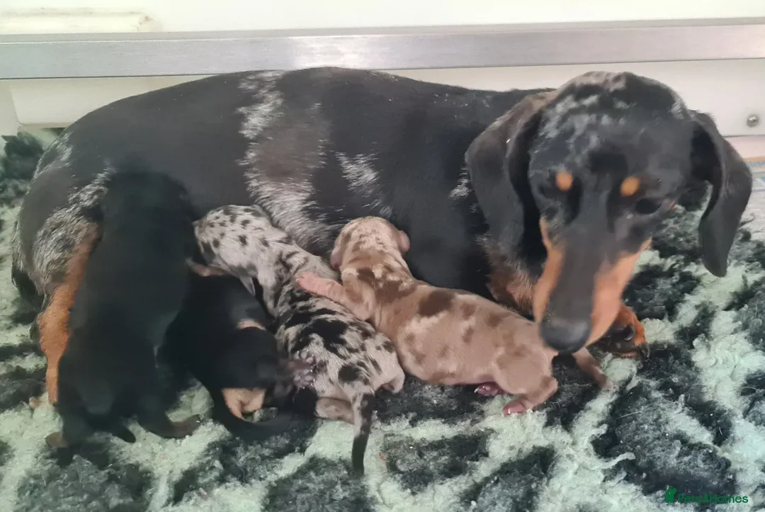 Miniature Dachshund dogs for sale: KC Daxi's health tested parents.READY - Image 34