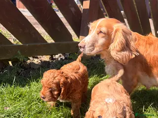 Cockapoo dogs Cockapoo boy - Advert 2