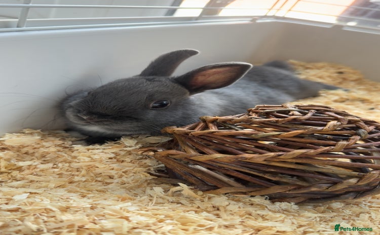 Netherland Dwarf rabbits - Advert 1