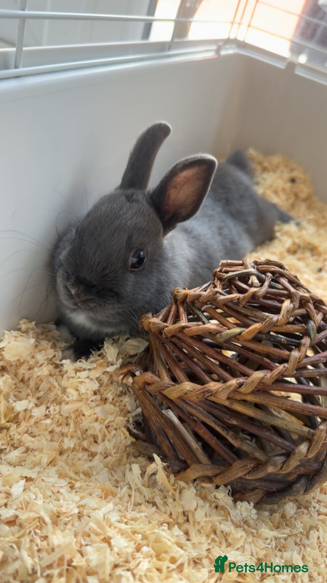 Netherland Dwarf rabbits for sale: Dwarf bunny ready to go now !  - Image 1