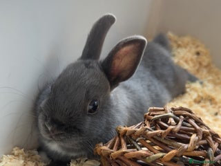 Netherland Dwarf rabbits - Advert 11