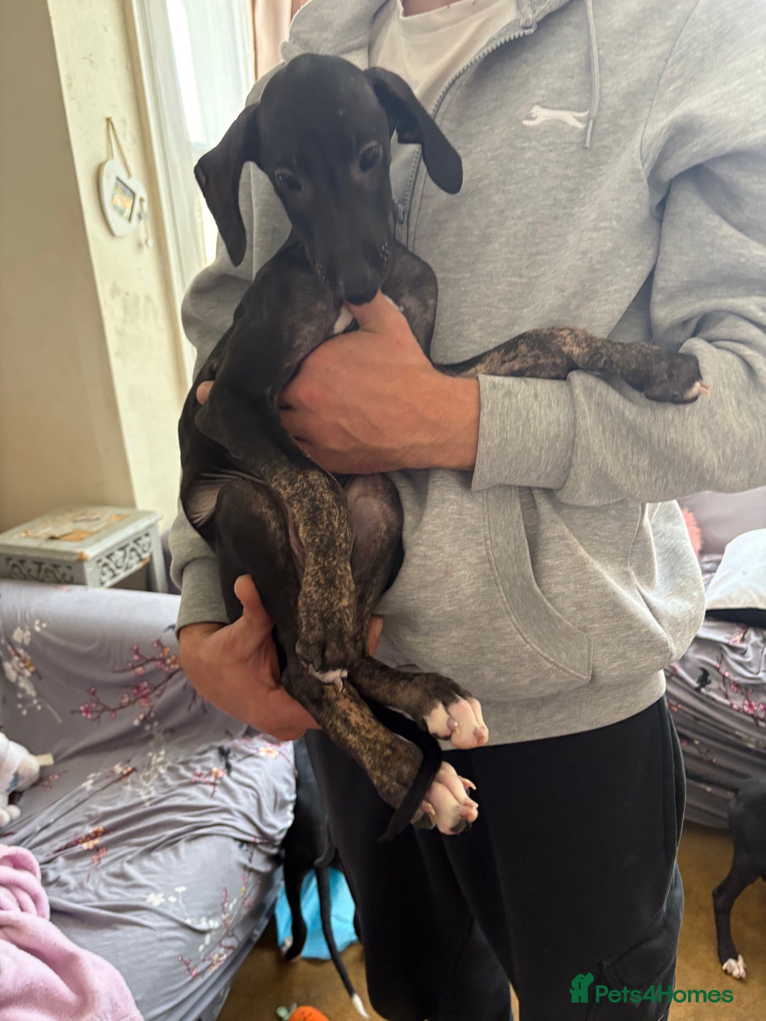Mixed Breed dogs for sale: Saluki x lurcher puppy - Advert 11