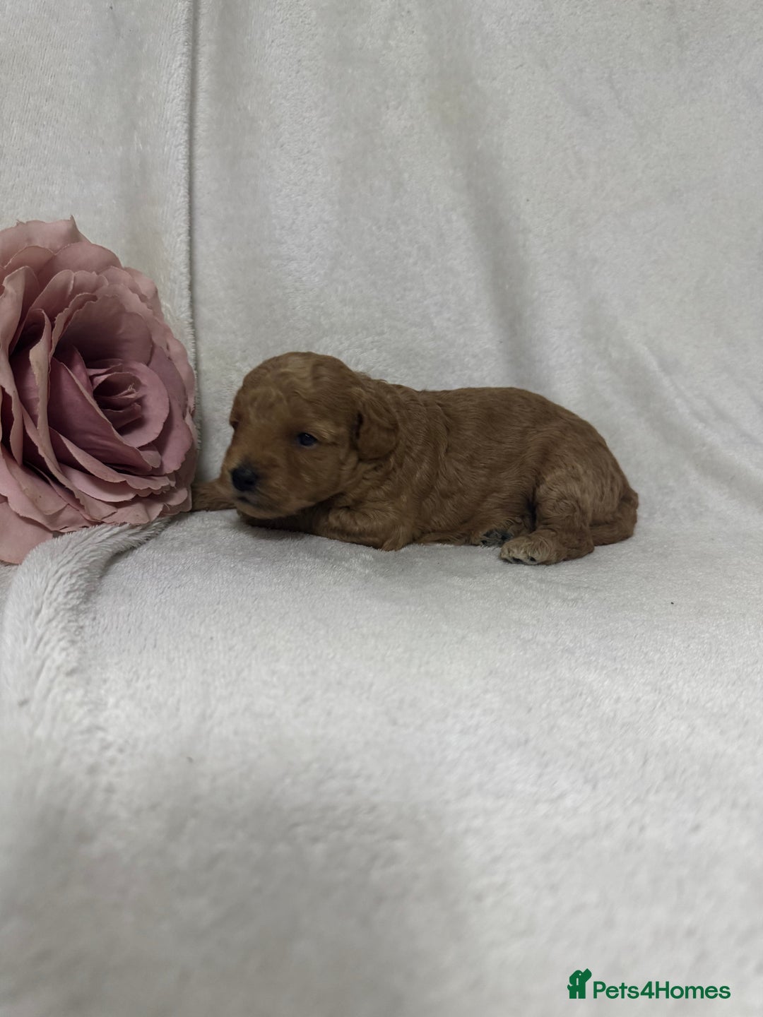 Toy Poodle dogs for sale: Stunning toy poodles  - Image 22