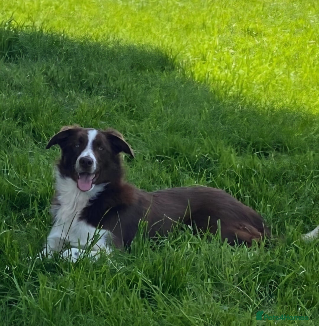 Border Collie dogs for sale: 🐾 Border Collie Pups for Sale 🐾 - Advert 7