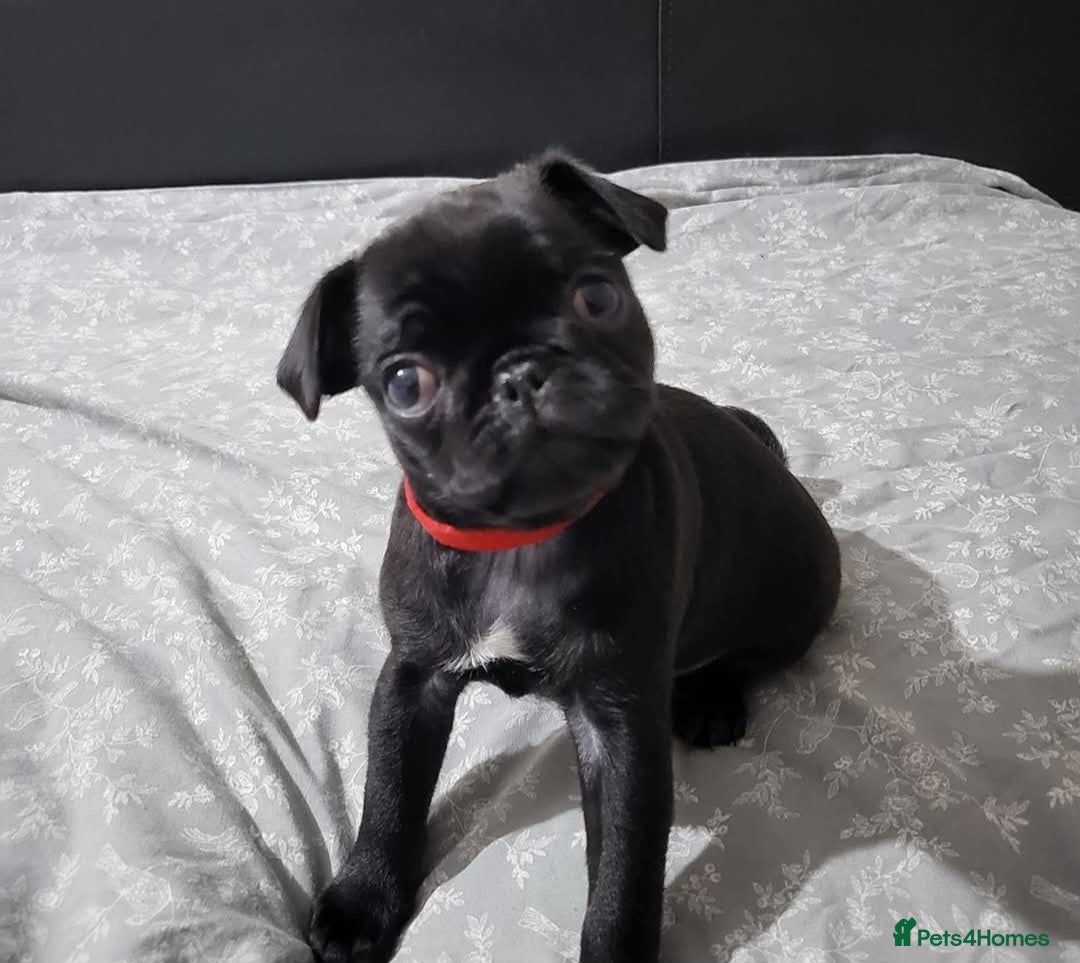 Pug dogs Pug female for sale black  - Advert 1