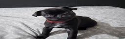 Pug dogs for sale: Pug female for sale black  - Advert 1