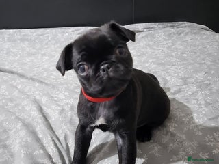 Pug dogs Pug female for sale black - Advert 1
