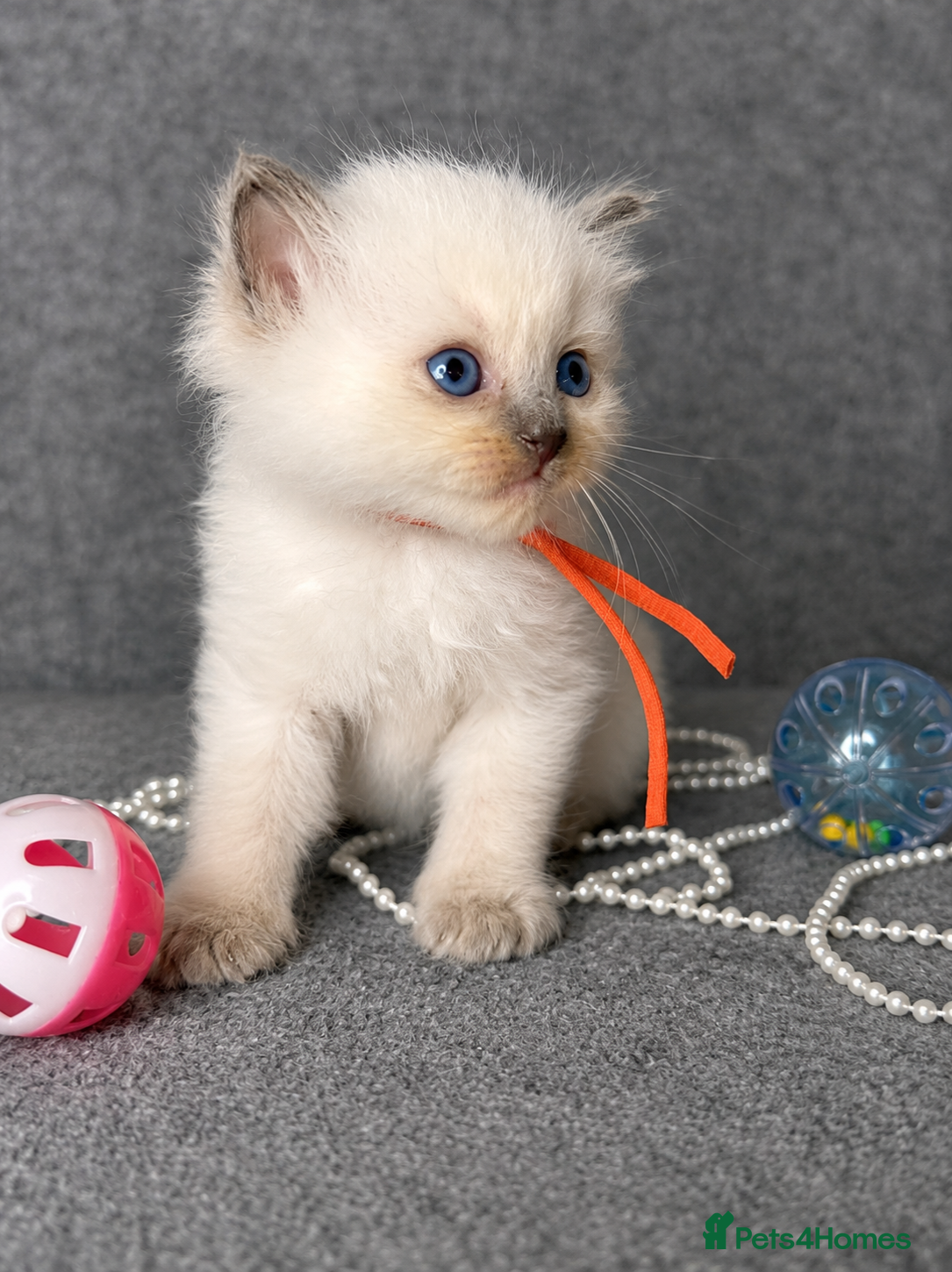 Ragdoll cats Beautiful Blue Point and Mink ragdoll kittens  - Advert 1