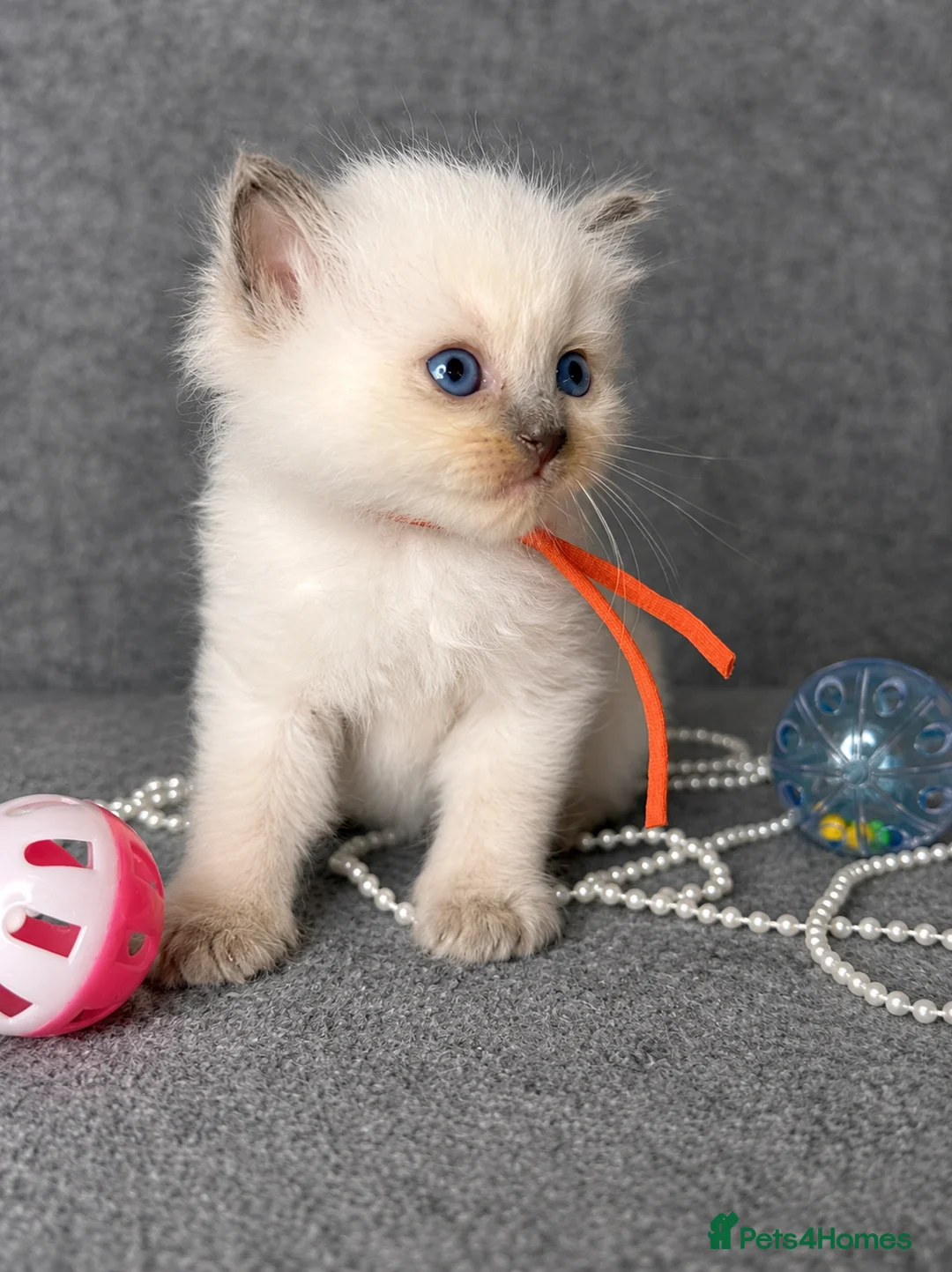Ragdoll cats for sale: Beautiful Blue Point and Mink ragdoll kittens  in Horley - Advert 1