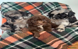 Cockapoo dogs for sale: Cockapoo Puppies  - Image 15