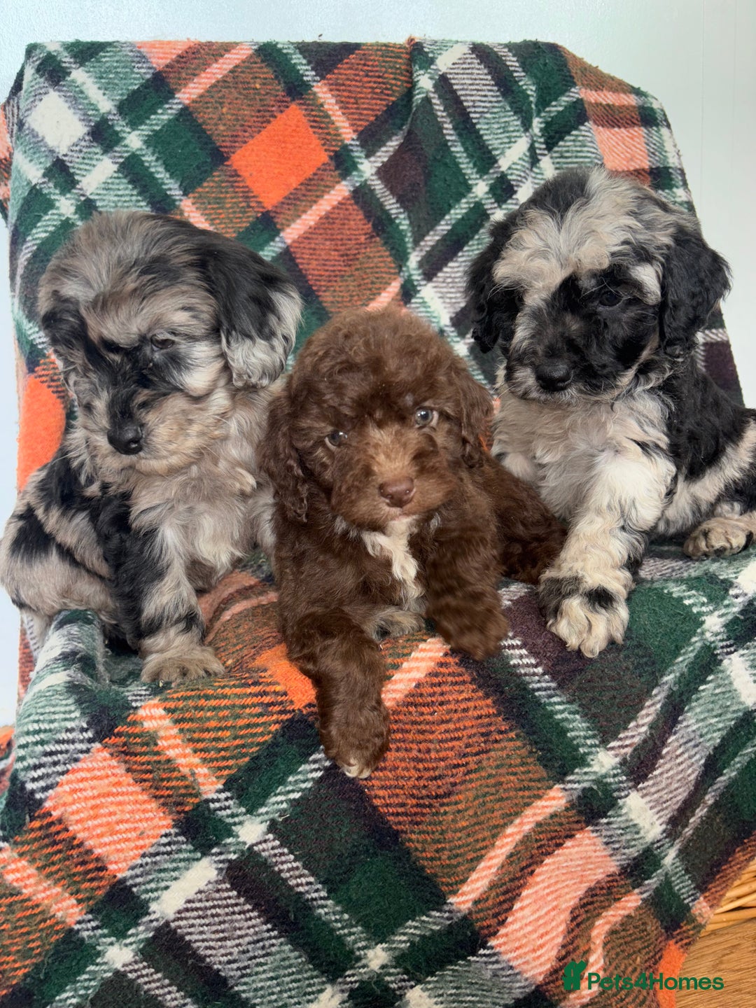 Cockapoo dogs for sale: Cockapoo Puppies  - Image 15