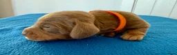 Miniature Dachshund dogs for sale: Miniature Dachshund  - Advert 12