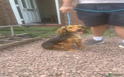 Cocker Spaniel dogs for sale: Gorgeous 8 month old female cocker spaniel - Image 4