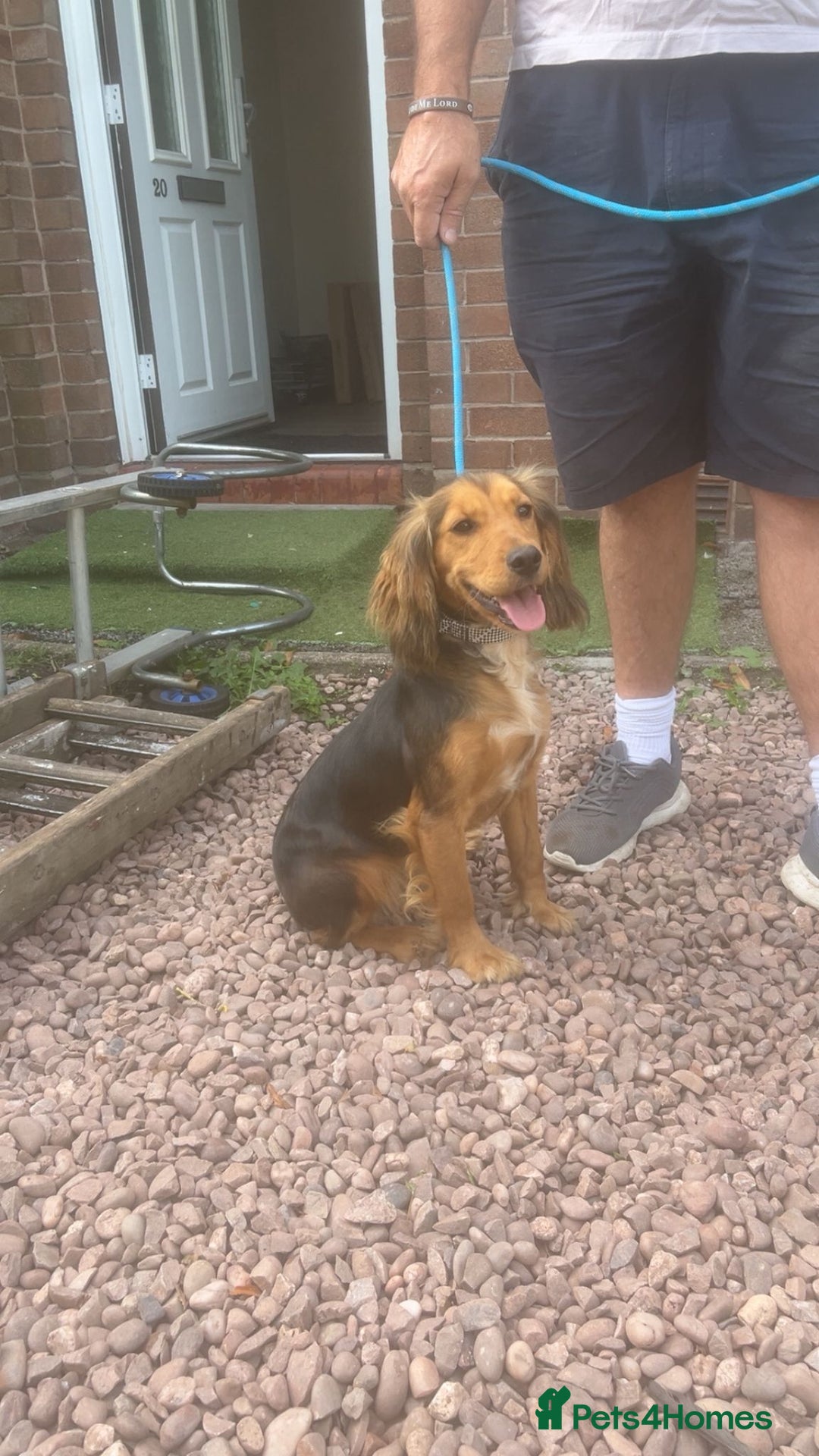 Cocker Spaniel dogs for sale: Gorgeous 8 month old female cocker spaniel - Image 4