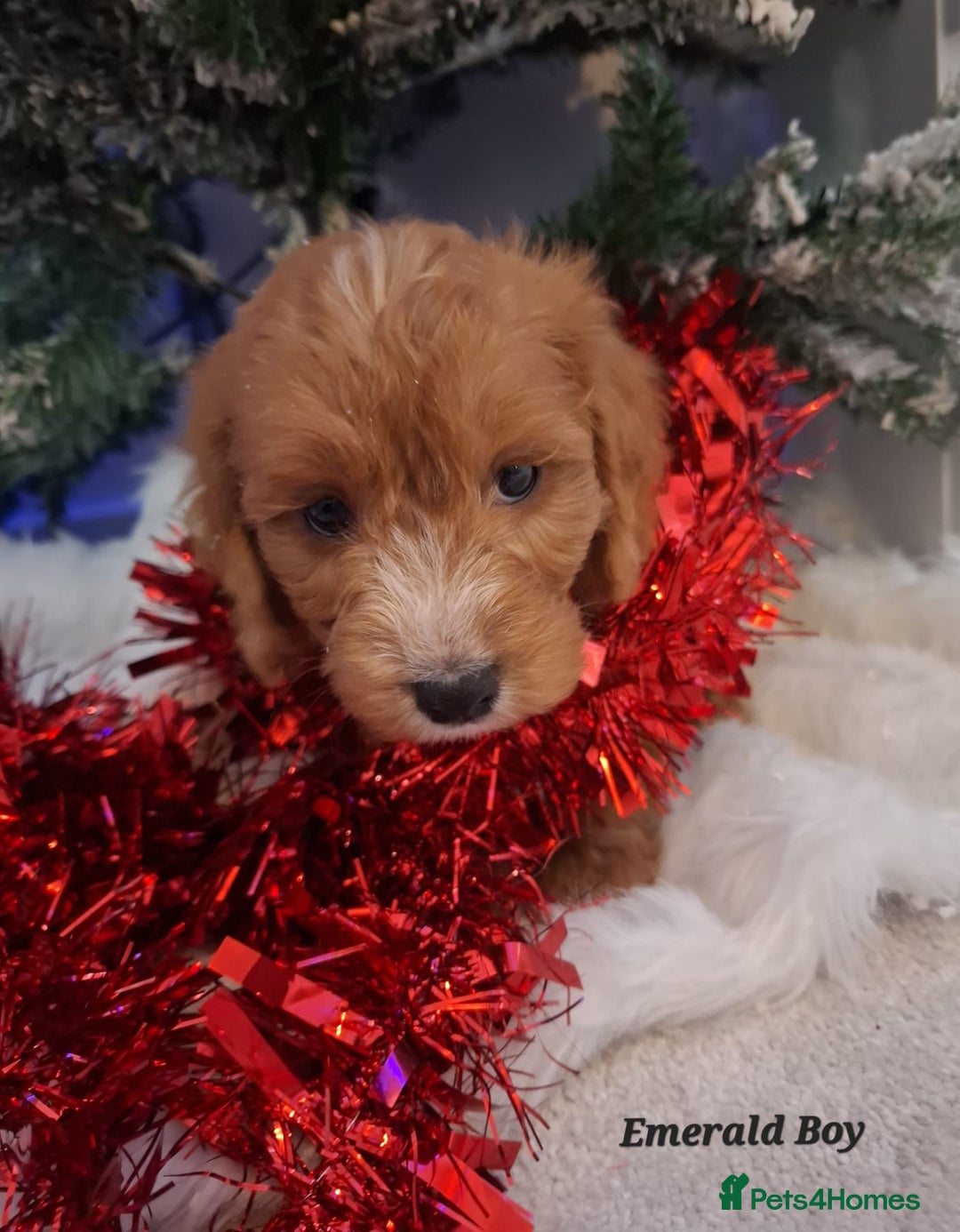 Cockapoo dogs for sale: RED COCKAPOO PUPS - Advert 7