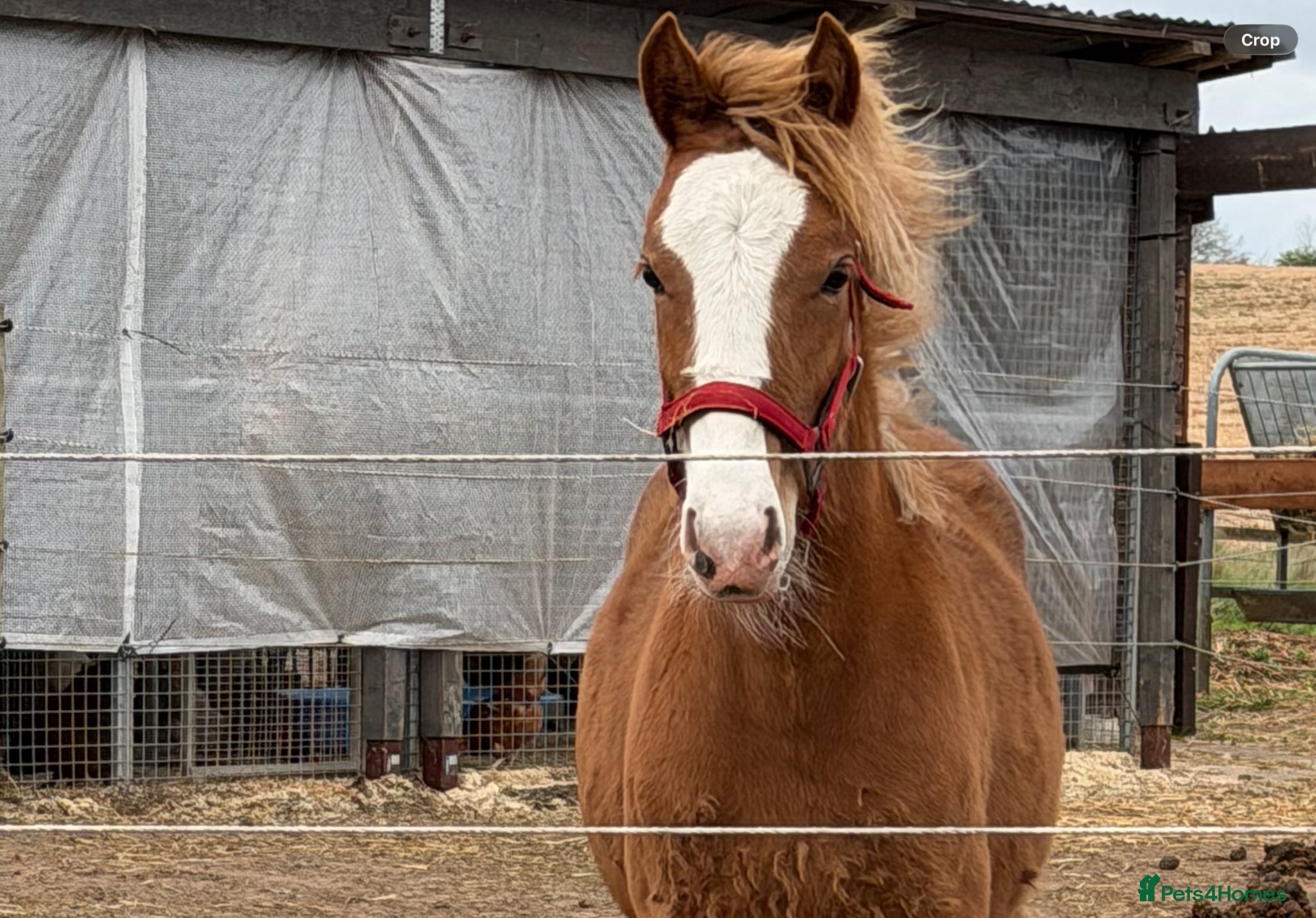 Welsh Section D horses Beautiful chestnut filly  - Advert 17