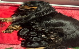 Cavalier King Charles Spaniel dogs for sale: KC REG Black and Tan boys - Advert 1