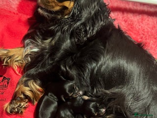 Cavalier King Charles Spaniel dogs KC REG Black and Tan boys - Advert 5