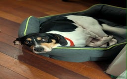 Mixed Breed dogs for adoption: Hutch is ready to find his forever family! - Image 7