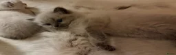 Ragdoll cats for sale: Blue/lilac Ragdoll babies - Advert 17