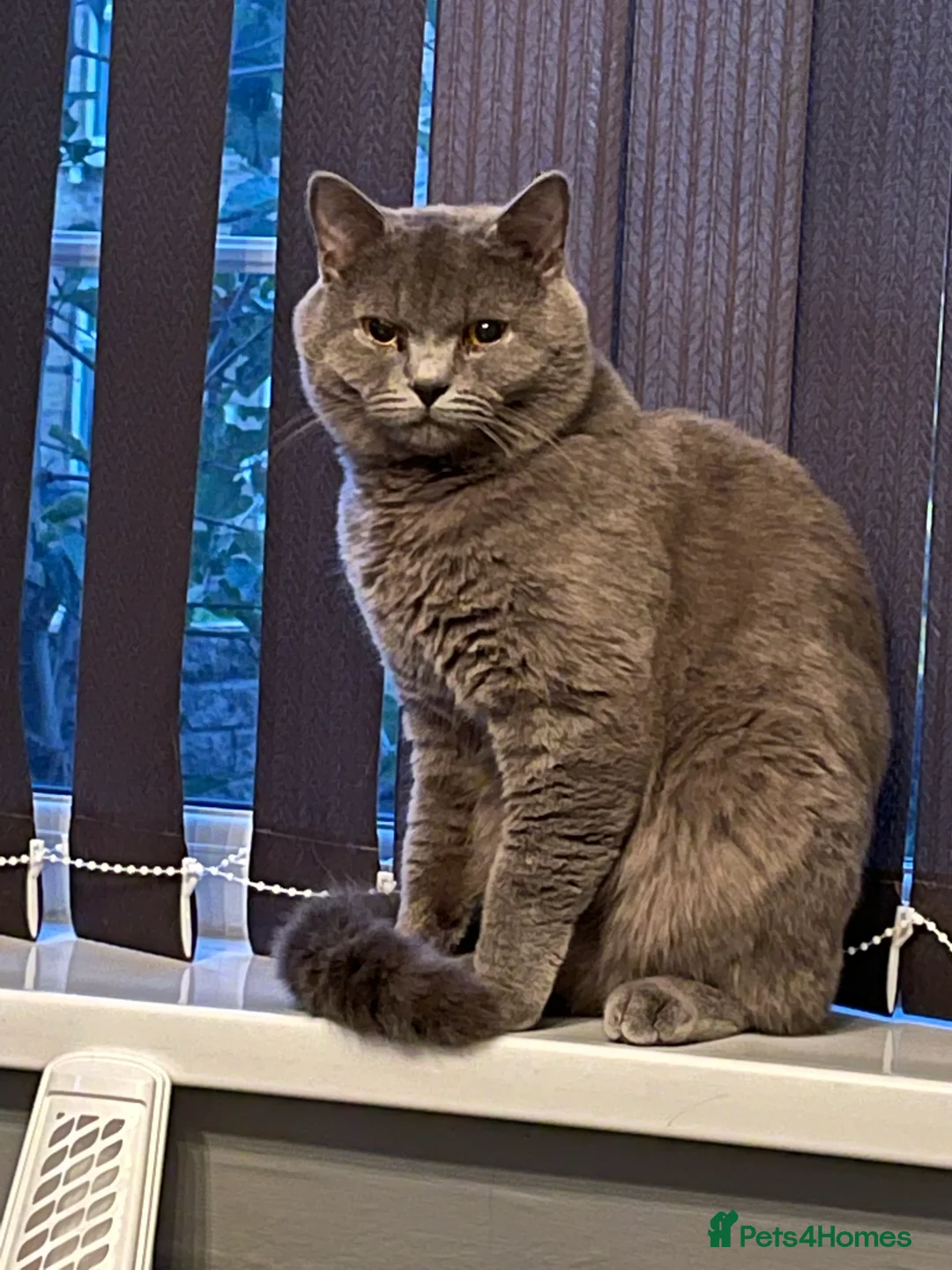 British Shorthair cats for stud: BSH STUD duties CCTV  in Bradford - Advert 6